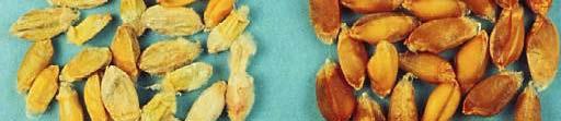 diseased kernels