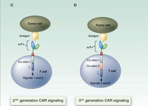 32 Chimeric Antigen Receptor T cells