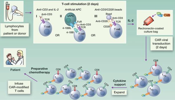 33 Chimeric Antigen Receptor T cells