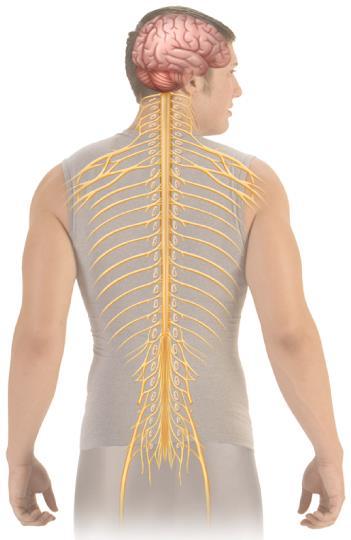 33.2 Organization of the The nervous system consists of two major