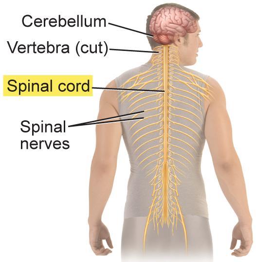 33.2 Organization of the The Spinal Cord Nerve column that extends from