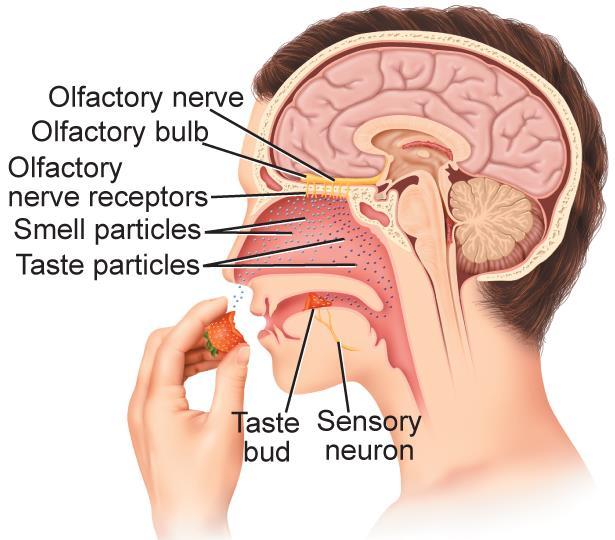 33.3 The Senses Receptors associated with taste and smell are located in the mouth and nasal