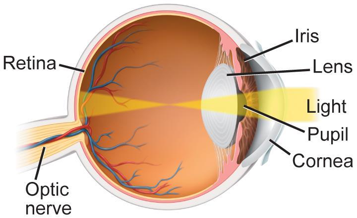 33.3 The Senses Sight Light travels through the cornea and the pupil to the lens.