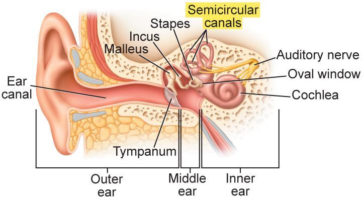 33.3 The Senses Balance The semicircular canals, located in the inner