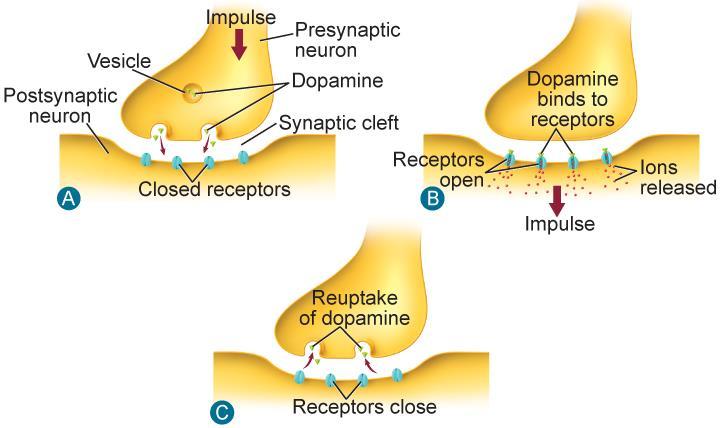 33.4 Effects of Drugs Many drugs that affect the nervous system influence the level of a neurotransmitter