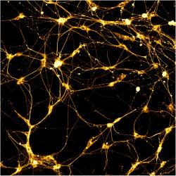 cells and neurons Glial Cells(often called neuroglialcells) are nonconductingcells and are important for the structural support and metabolism of the nerve cells Neuronsare the functional units of