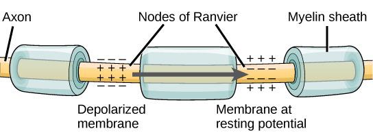 neurons Relay information to the effectors muscles, organs, and glands are classified as effectors because they produce responses Dendrites all neurons contain dendrites, cell bodies, and axons