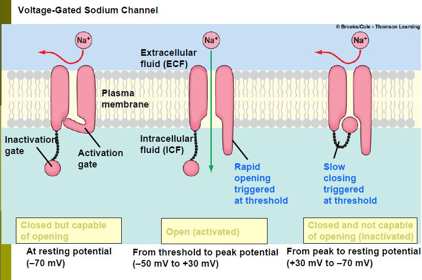 Two types of voltage-gated channels play a role in producing action potentials: those that allow sodium to cross the membrane (voltage-gated sodium channels) and those that allow potassium to cross