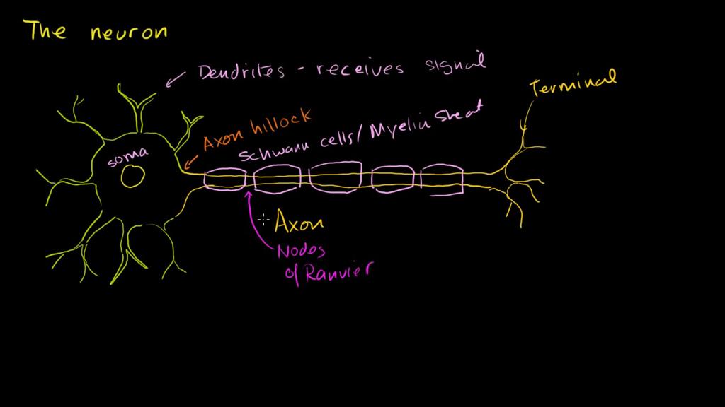 4/5/2018 Neurophysiology Modules The neuron Neurophysiology Module 1 The Neuron Introduction Anatomy and Types of Neurons Assessment Introduction As an introduction, watch this movie from the