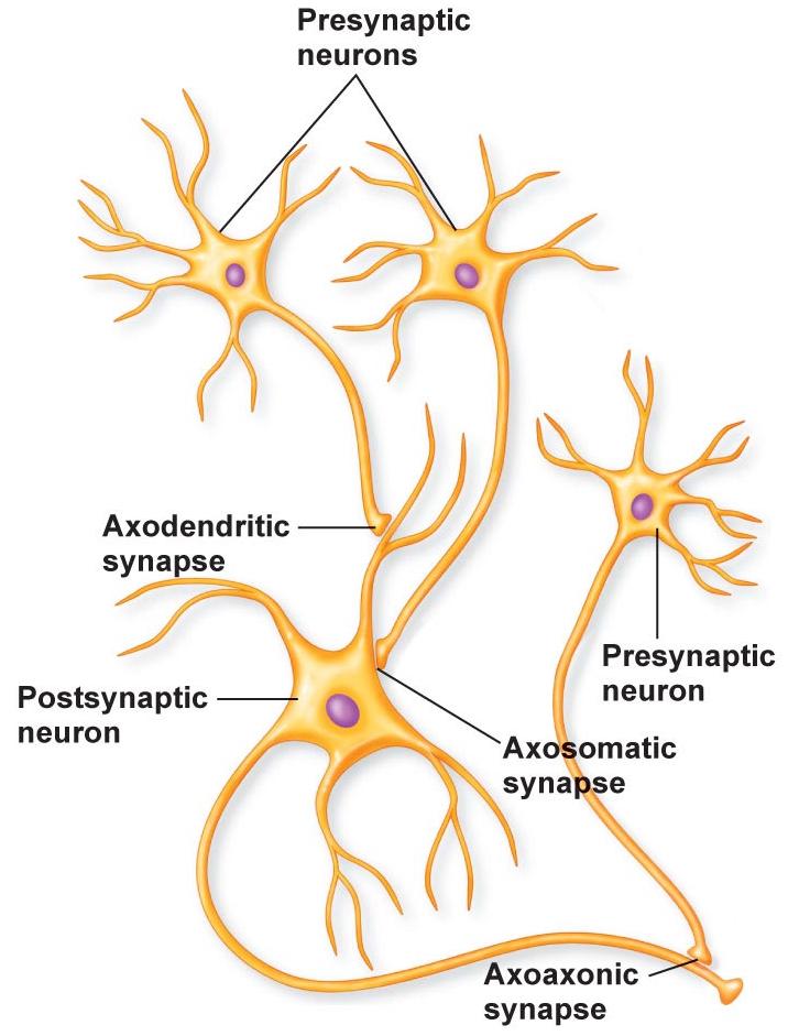 4/5/2018 Neurophysiology Modules Synaptic Transmission Some Synapses Are Different Most synapses are axo-dendritic (i.e., the synapse is on a dendrite) or axo-somatic (i.e., the synapse is on the neuronal soma), as described above.