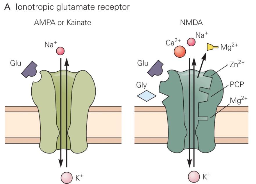 4/5/2018 Neurophysiology Modules Glutamate Receptors There are three subtypes of ionotropic glutamate receptors: The AMPA (α-amino-3-hydroxy-5- methyl-4-isoxazolepropionic acid) receptor The kainate