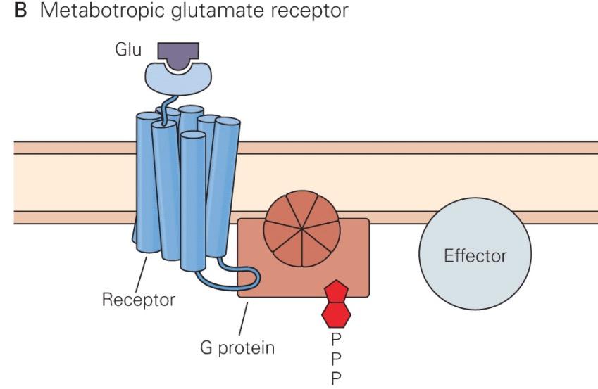 4/5/2018 Neurophysiology Modules Glutamate Receptors and intracellular Ca2+ is high, then long-term potentiation occurs.