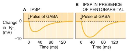 4/5/2018 Neurophysiology Modules Inhibitory Neurotransmitters In the case of the GABAa receptor, a positive allosteric modulator results in more Cl- moving into the postsynaptic neuron when GABA