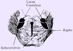 4/5/2018 Neurophysiology Modules Monoamines norepinephrine-producing cell groups is located in a nucleus in the pons called locus coeruleus.