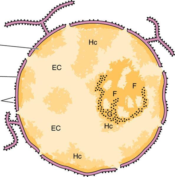 1. Nuclear Envelope A double membrane with many pores. a) Outer membrane. b) Inner membrane.