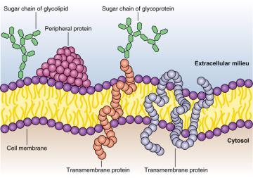 Cell Membrane Chemical Structure: 1- Phospholipid molecules: arranged in 2 layers.