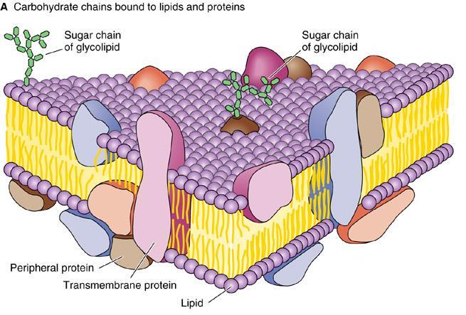 molecules: attached to either proteins or lipids (glycoproteins and glycolipids),