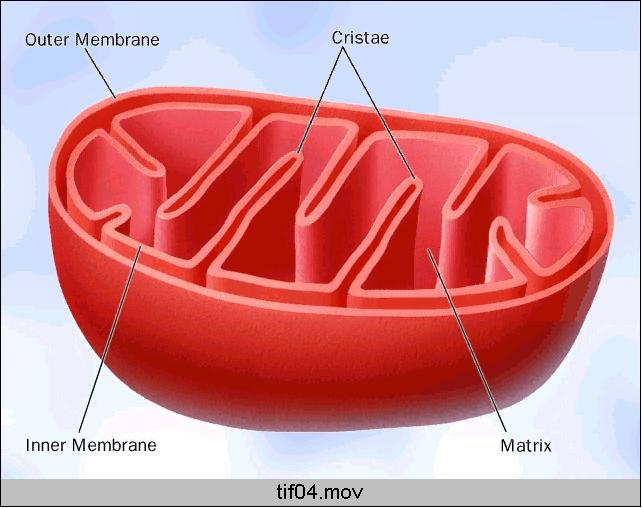Mitochondria Each mitochondrion is rod-shaped.
