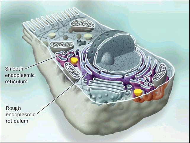 Endoplasmic Reticulum (ER) It is a system