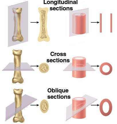 Types of Tissue Sections (1) Longitudinal section tissue cut along the longest direction of an organ Cross section tissue
