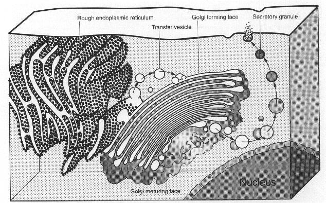 Golgi Apparatus The secretory apparatus of the cell.