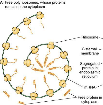 Ribosomes LM:Basophilic cytoplasm is due to numerous ribosomes. EM:Formed of 2 subunits.