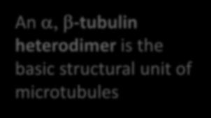A microtubule is a hollow cylinder, about 24 nm in diameter.
