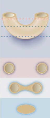 Tissue Sectioning (3) A B Image A is a cross section of