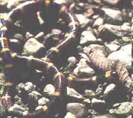 Poisonous Snakes-Coral Snake http://www.