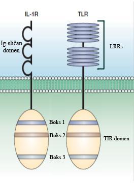 odgovoran za vezivanje liganada, transmembranskog domena i intracelularnog C- terminalnog signalnog domena (slika 5) (Akira i Takeda, 2004; Medzhitov, 2007; Beutler, 2009; Kawai i Akira, 2010).