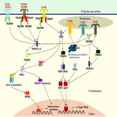 pridružene IL-1 receptoru (engl. IL-1R receptor-associated kinase - IRAK familija), koje zatim vode aktivaciji ubikvitin ligaze, TRAF6 (faktor 6 pridružen TNF receptoru, engl.