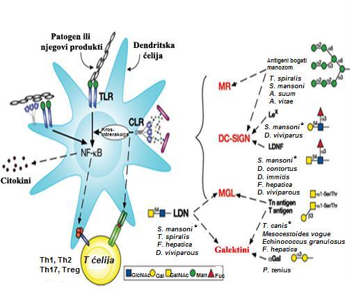 indukuje Th2 odgovor), ovi lipidi menjaju balans između ERK i p38 u korist ERK-a i vode do stabilizacije transkripcionog faktora c-fos i supresiji produkcije citokina IL- 12p70 (Agrawal i saradnici,
