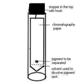 Paper Chromatography Apparatus Identify two errors which can be made doing a chromatography of different plants, even when being provided with appropriate materials.