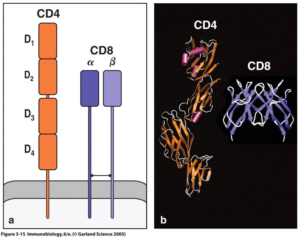 Structures of the CD4 &