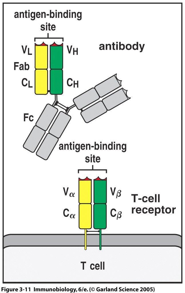 The T-cell receptor (TCR) resembles a membrane-bound Fab Similarities The TCR & the Fab are both