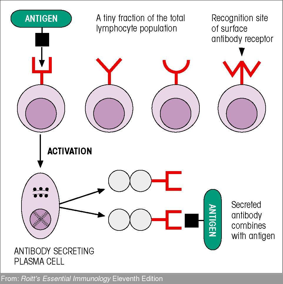 B lymphocytes recognise antigen directly and