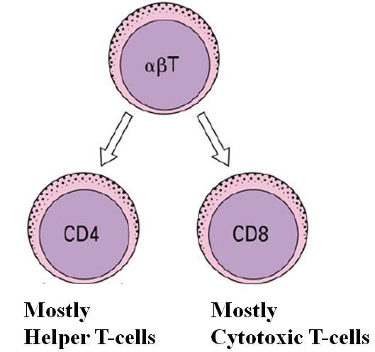 types of TCR: receptor
