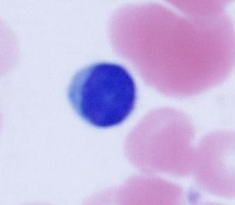 Adaptive Immunity -Two kinds of lymphocytes: T and B Both