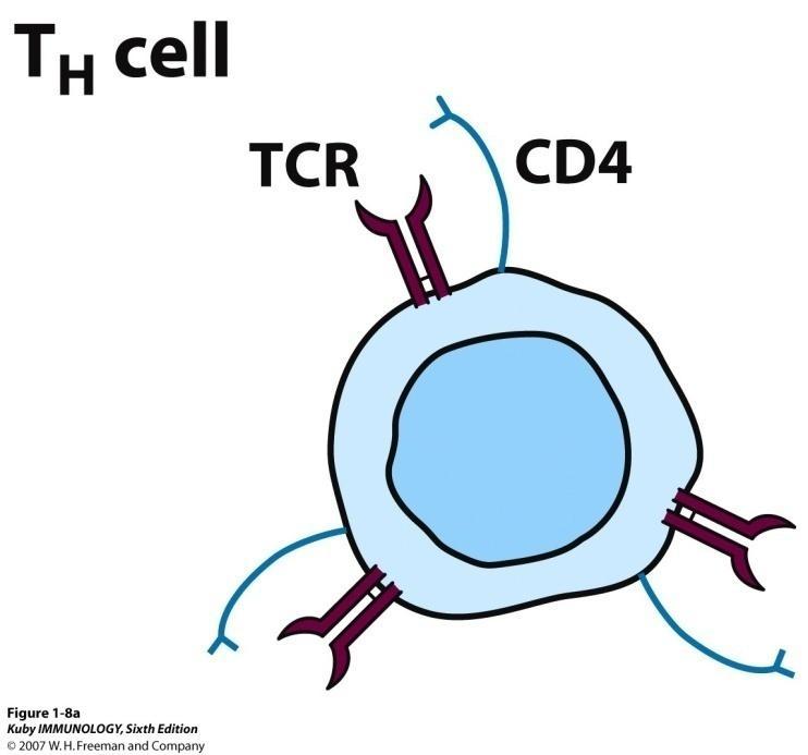 T-cells T