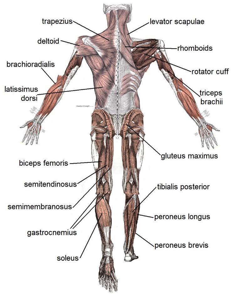 MUSCLES You need to know, at minimum, the following muscles: Anterior (front side) Muscles: Deltoid,