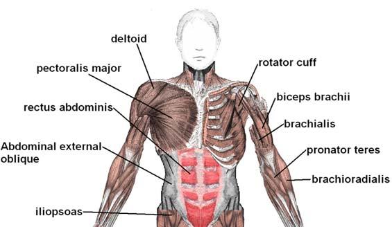 side) Muscles: Trapezius, Rhomboids, Deltoid, Triceps Brachii,, Gluteus Maximus, Biceps Femoris (Hamstring),