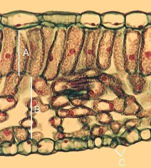 Plant cell structure Palisade cells Explain the function of Thylakoid membrane Stroma DNA loop (not visible