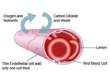 information How does the structure link to the role played by the blood