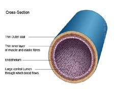 Maintain high pressure. Capillary muscles & lungs Thin- 1 cell thick. Lumen v.