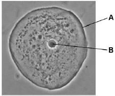 CELL STRUCTURE / QUESTIONS Q1. Figure 1 shows an animal cell. Figure 1 alex-mit/istock/thinkstock (a) What is structure A?