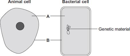 (a) (i) Structures A and B are found in both the animal cell and the bacterial cell. Use words from the box to name structures A and B.