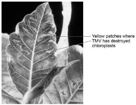 Figure 3 TMV destroys chloroplasts in the leaf.