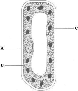 (3) (Total 7 marks) Q48. The diagram shows a cell from a plant leaf. (a) Name structures A and B. A B Structure C is a chloroplast. What is the function of a chloroplast?
