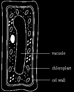 C Name Function (6) (i) This plant cell also contains chloroplasts, a cell wall and a vacuole. Label each of these parts on the diagram. (3) Give the function of these parts of a plant cell.