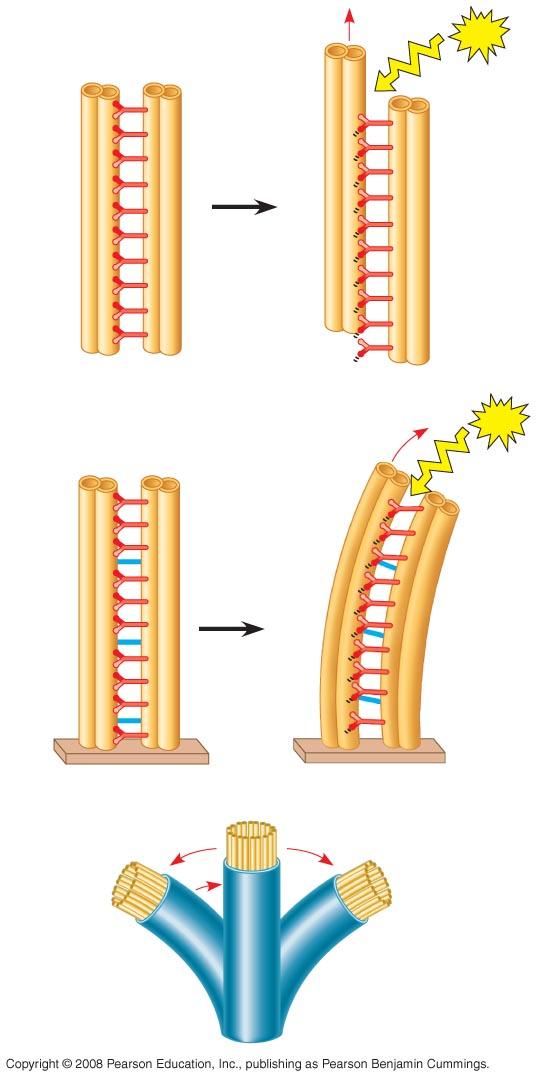 (a) Longitudinal section of cilium Power stroke Recovery stroke (b)